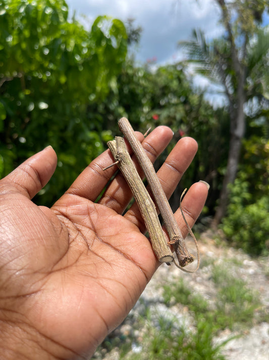 JAMAICAN CHEW STICK HERB