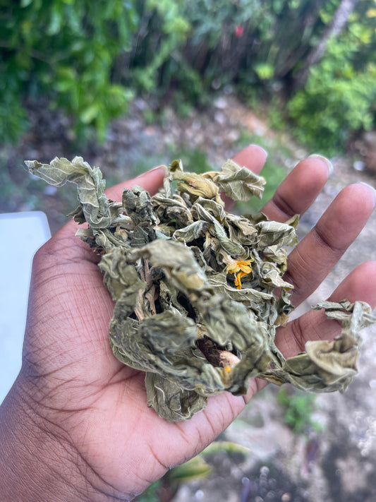 JAMAICAN DAMIANA